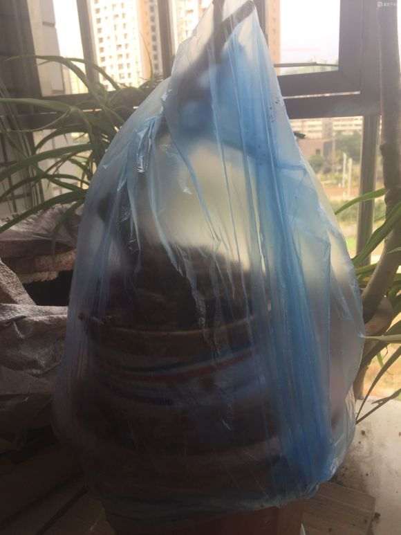 套袋野山楂下山桩 好像要发芽了 图片