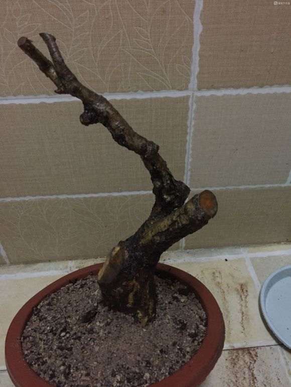 套袋野山楂下山桩 好像要发芽了 图片