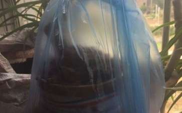 套袋野山楂下山桩 好像要发芽了 图片