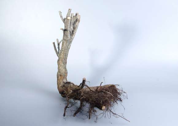 野山楂下山桩怎么截桩的方法 图片