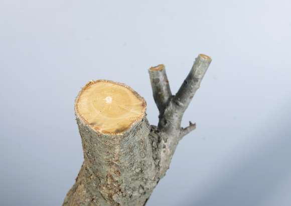 野山楂下山桩怎么截桩的方法 图片