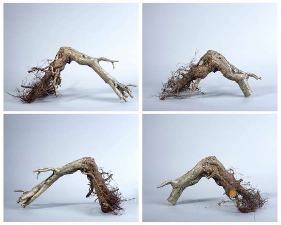 野山楂下山桩怎么截桩的方法 图片