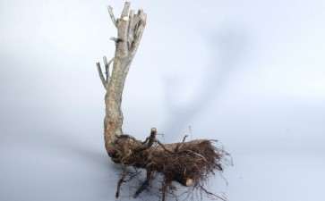 野山楂下山桩怎么截桩的方法 图片