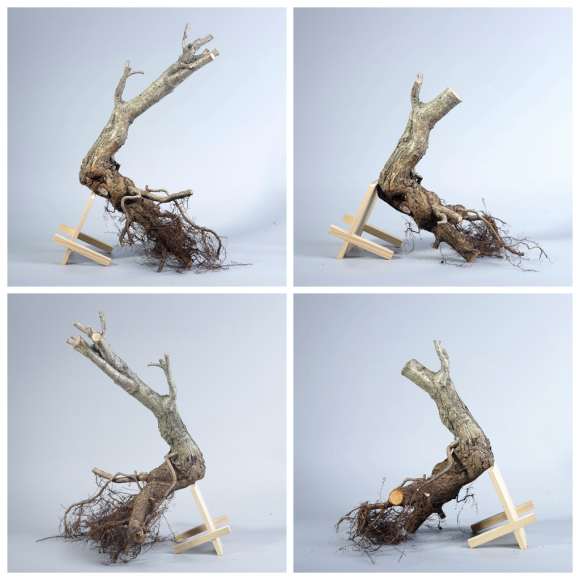 野山楂下山桩怎么截桩的方法 图片