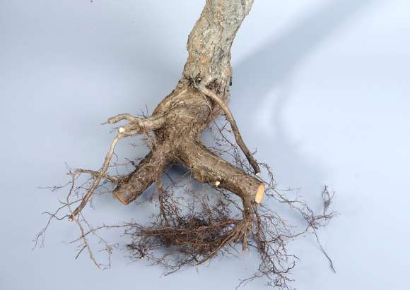 野山楂下山桩怎么截桩的方法 图片