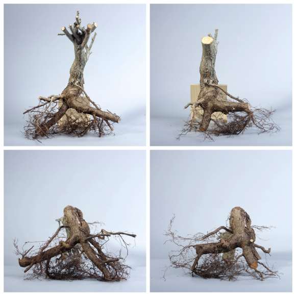 野山楂下山桩怎么截桩的方法 图片