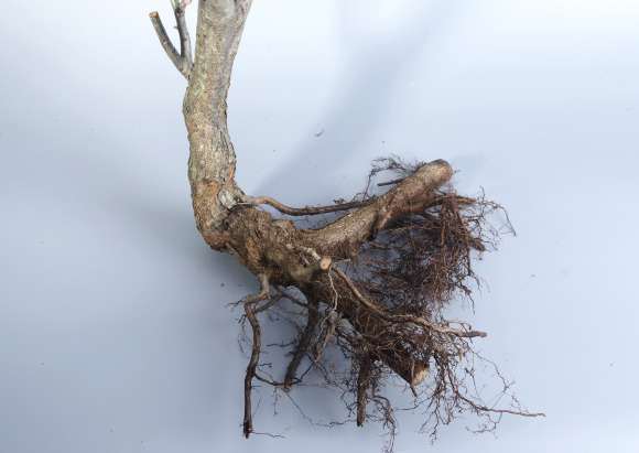 野山楂下山桩怎么截桩的方法 图片