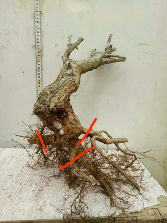 野山楂下山桩怎么截桩的方法 图片