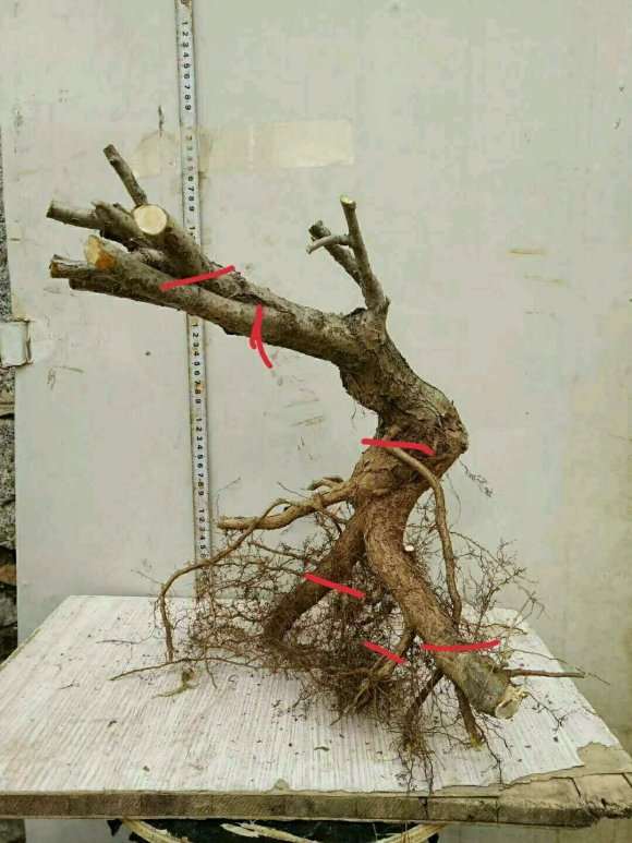 野山楂下山桩怎么截桩的方法 图片