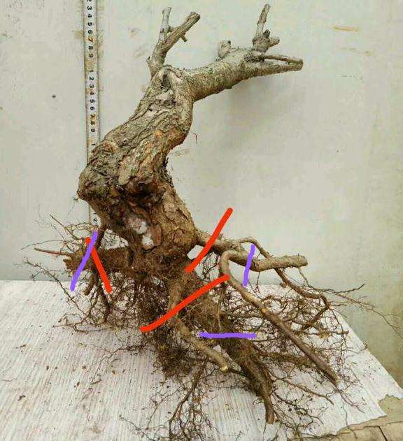 野山楂下山桩怎么截桩的方法 图片