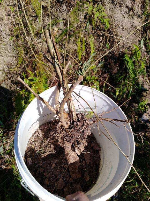 刚挖的野山楂下山桩 打算盆栽 图片