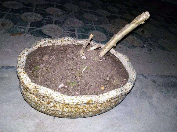 刚挖的野山楂下山桩 打算盆栽 图片