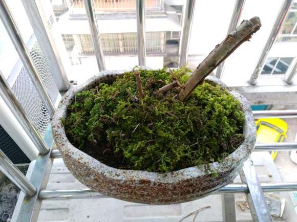 刚挖的野山楂下山桩 打算盆栽 图片