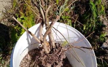 刚挖的野山楂下山桩 打算盆栽 图片