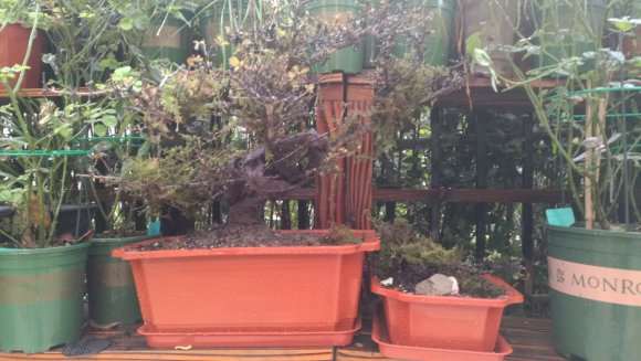 全根须山楂下山桩要不要套塑料袋