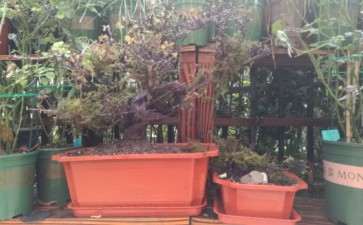 全根须山楂下山桩要不要套塑料袋 图片