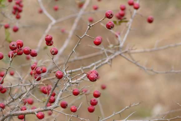 小叶野山野山楂下山桩 只开花不结果 怎么办
