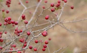 小叶野山野山楂下山桩 只开花不结果 怎么办