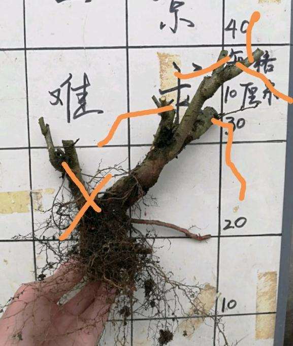红果山楂下山桩 果期多长