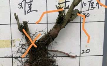 红果山楂下山桩 果期多长 图片