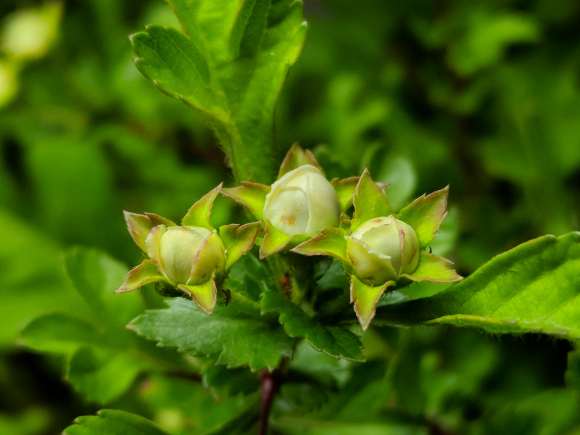 野山楂下山桩有没有什么好的灭虫办法
