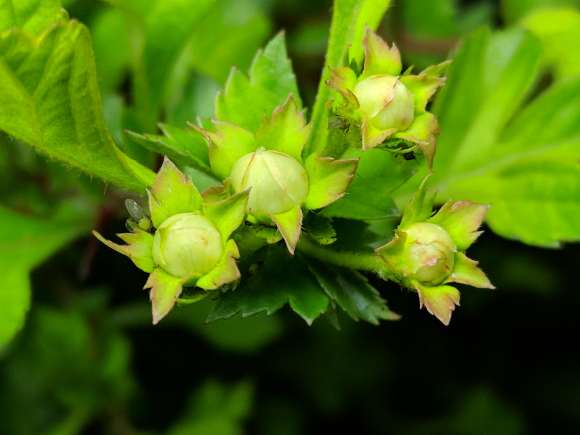 野山楂下山桩有没有什么好的灭虫办法