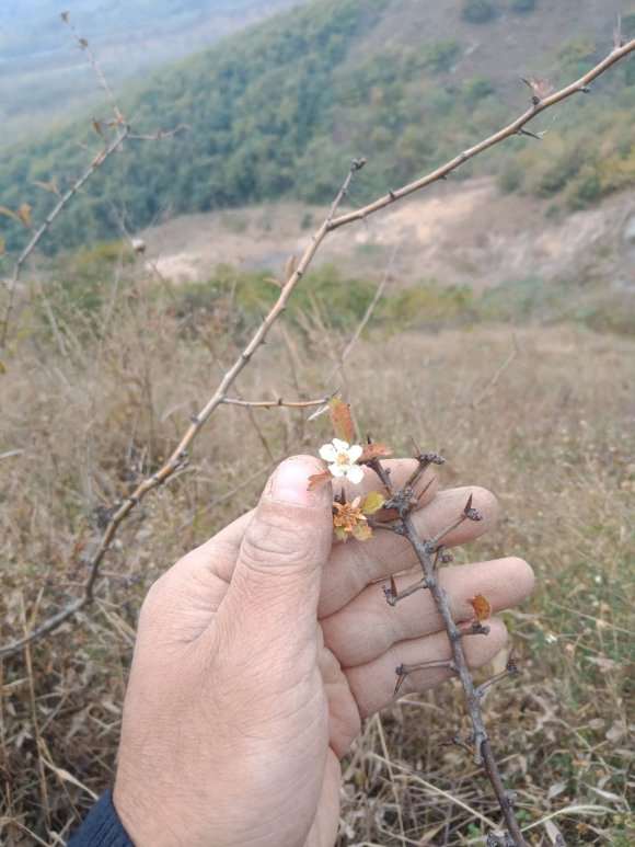 野山楂下山桩大小叶怎么区分