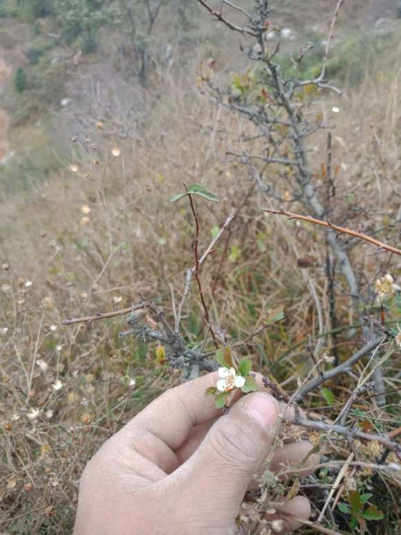 野山楂下山桩大小叶怎么区分