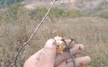 野山楂下山桩大小叶怎么区分 图片