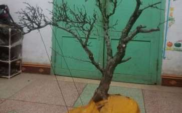 百年野山楂下山桩 粗10公分 可以吗