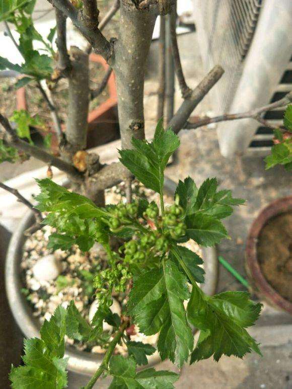 山楂树下山桩没有结果 这是为什么