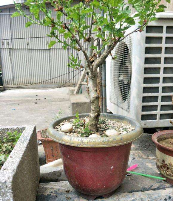 山楂树下山桩没有结果 这是为什么