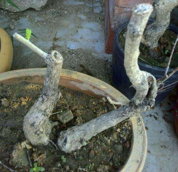 野山楂下山桩终于发芽