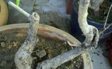 野山楂下山桩终于发芽了 图片