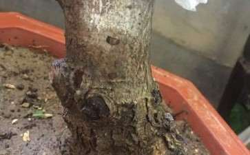 山楂下山桩叶子耷拉 怎么办 图片