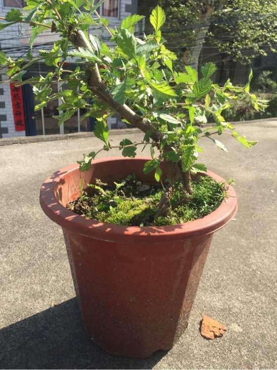 如何修剪山楂下山桩 能开花结果吗