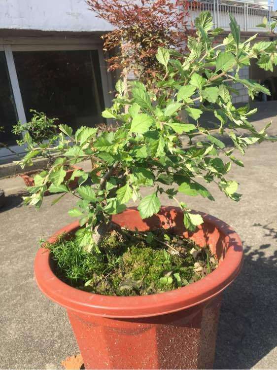 如何修剪山楂下山桩 能开花结果吗