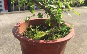 如何修剪山楂下山桩 能开花结果吗