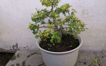 野山楂下山桩随意修剪并不专业 图片