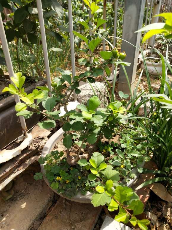 小山楂下山桩 全部挂果了 怎么样 图片