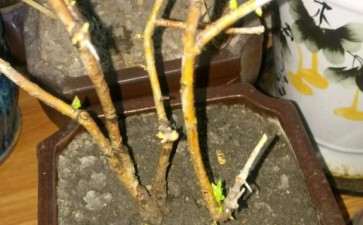 野山楂下山桩上盆10天 发芽了 图片