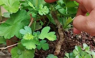 山楂下山桩做盆栽要怎么修剪 图片