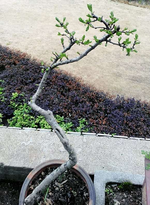 野山楂下山桩终于来芽了
