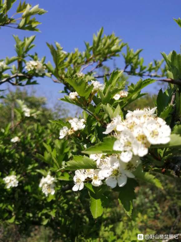 野山楂下山桩是大叶 还是小叶的