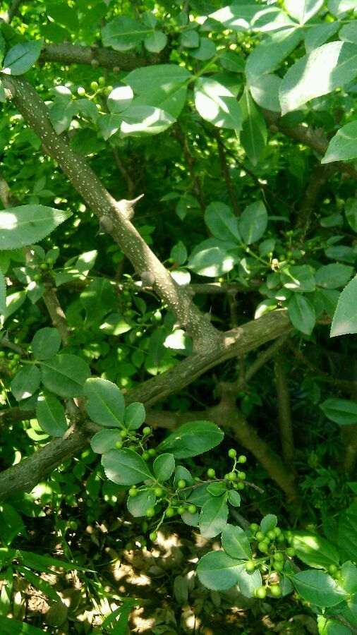 今天上山 看到野山楂下山桩