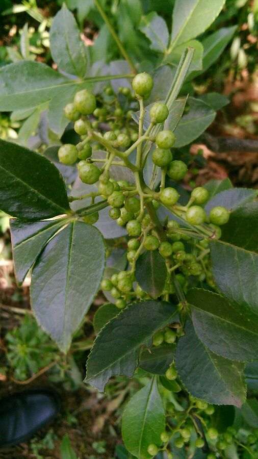 今天上山 看到野山楂下山桩