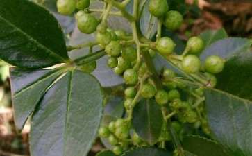 今天上山 看到野山楂下山桩 可以吗