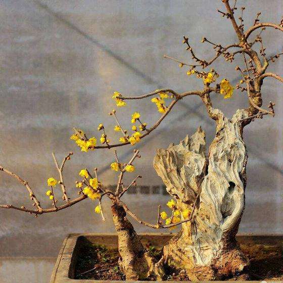 为什么盆栽腊梅下山桩夏季会枯叶 图片
