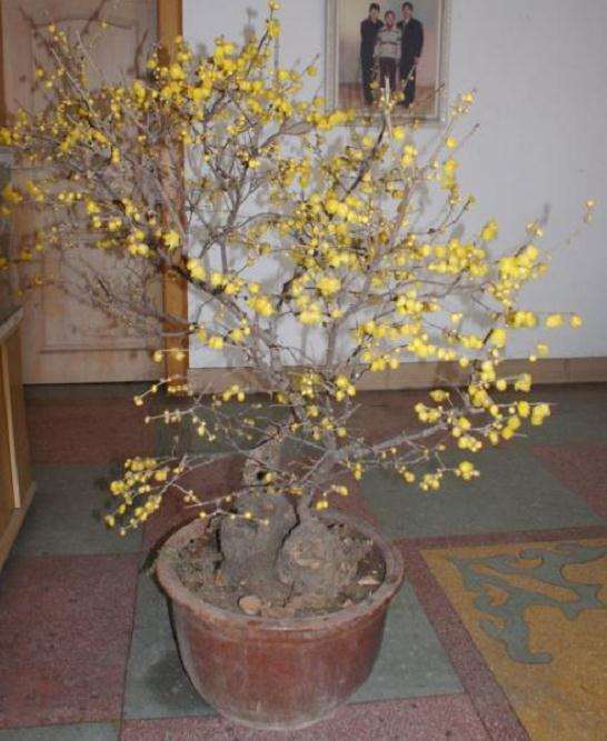 为什么盆栽腊梅下山桩夏季会枯叶 图片