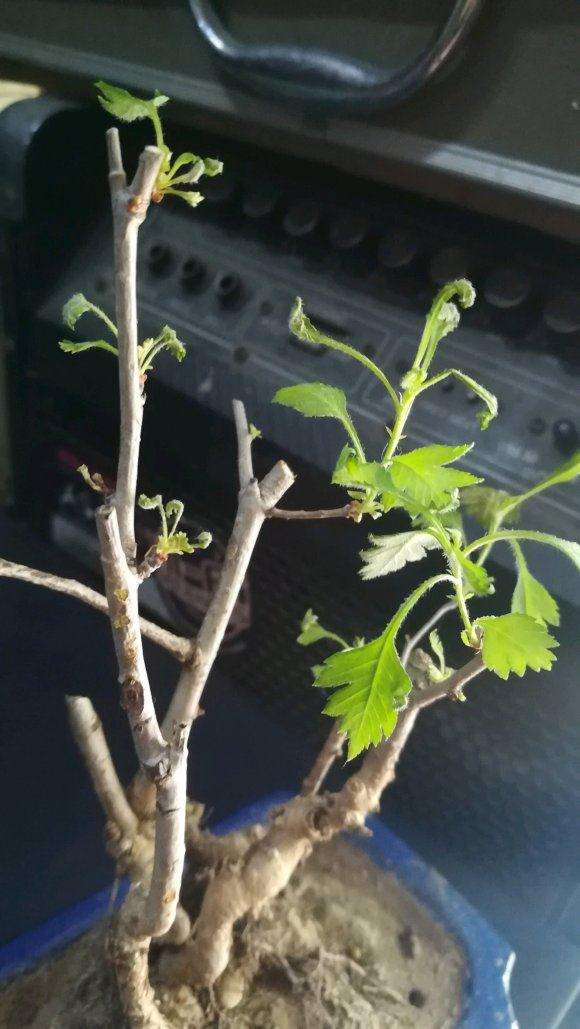 小山楂下山桩枯叶严重 怎么办 图片